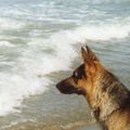 NOTIZIE CANINE